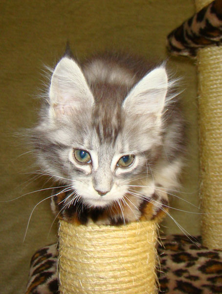     Catsvill County!   !    !       !!!    Catsvill County +7-926-544-74-09     .   ,   ,   ,    ,   ,  ,     ,   -,    ,   !